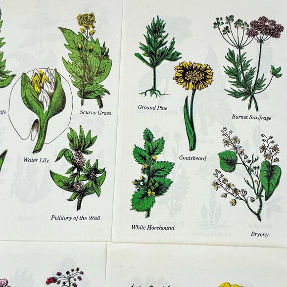 Lot of 4 Vintage Double Sided Botanical Book Plate Prints MCM Gallery Wall - Picture 3 of 12